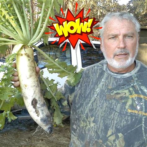 Daikon Radish Cover Crop | Soil Health, Benefits, and Planting Guide ...