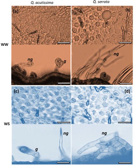 The Leaf Trichome, Venation, and Mesophyll Structural Traits Play ...