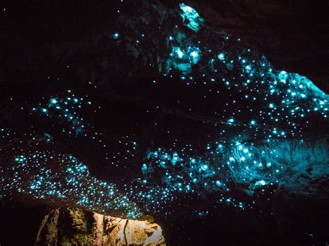 DOWN TO EARTH - ECO CAVE TOURS IN WAITOMO (Updated 2026) All You Need ...