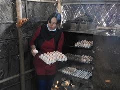 Backyard poultry farming with Vanaraja and Srinidhi brings food and ...
