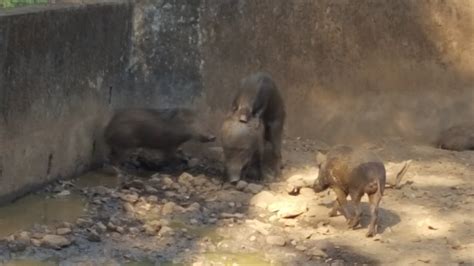 BONDLA WILDLIFE SANCTUARY - All You Need to Know BEFORE You Go 2026 ...