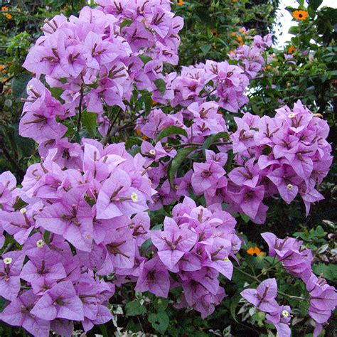 Bougainvillea H. C. Buck - Creepers & Climbers — Saharanpur Nursery