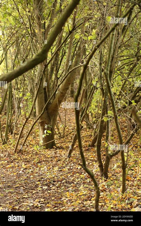 Tree 的图像结果