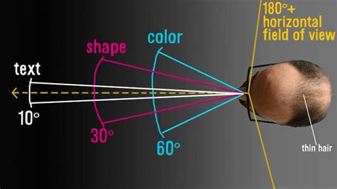 Image result for Human Vision Field of View