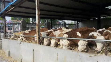 面对养牛的行情，你属于是哪几种人？湖北安徽广西广东肉牛大型养殖场 正规肉牛养殖基地 肉牛供种处 - 知乎