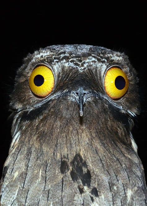 30 Potoo Facts: The Bird Behind the Meme (7 Potoo Species) Tons of ...