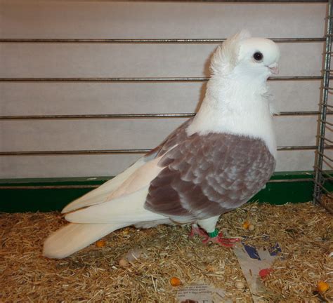 Brown wings Old German Owl Pigeon male - jjw Farm Sanctuary