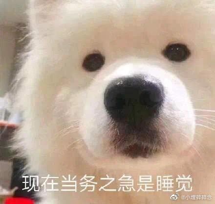 国际小狗日-韩语科普：狗的4种韩语表达 - 哔哩哔哩
