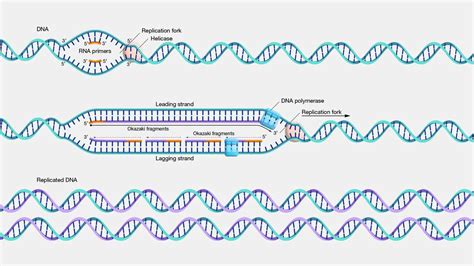 DNA Replication Forks Animation 的图像结果