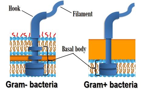 Bacterial flagella | OER Commons