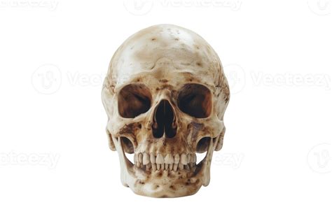 A detailed image of a real human skull, perfectly symmetrical and ...