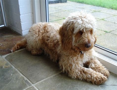 Image result for Show Cockapoo