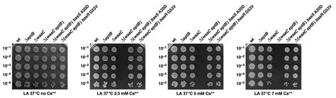 Molecular Basis of Essentiality of Early Critical Steps in the ...