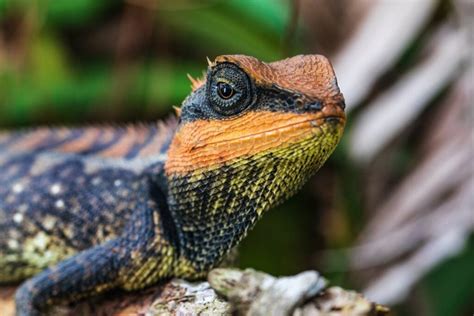 The Evolution of Color Vision in Humans and Animals | Color Meanings