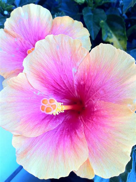 Hibiscus | Hibiscus, Beautiful flowers, Hibiscus flowers