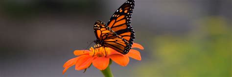 Pollinator Protection | City of Minnetonka, MN