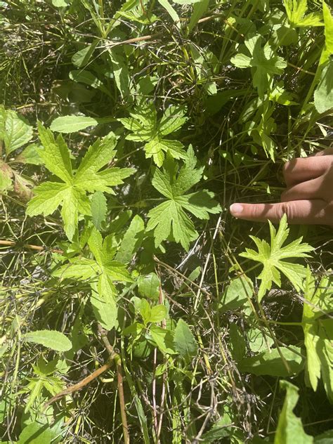 Macoun’s Map Mystery - Canadian Museum of Nature