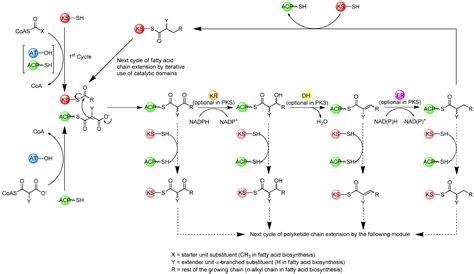 The Stereochemistry of Complex Polyketide Biosynthesis by Modular ...