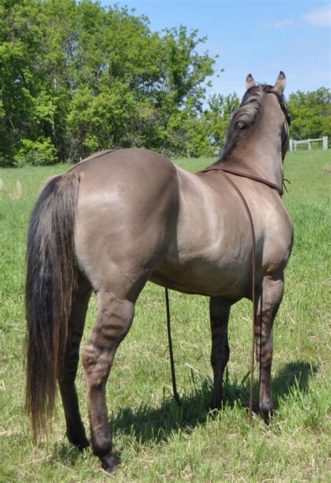Kansas City Twister. Grulla stallion. | Quarter horse stallion, Horses ...