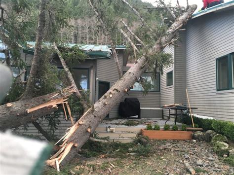 Tree Removal Failures 的图像结果