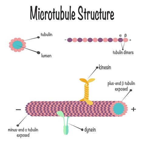 Microtubules In A Cell Diagram