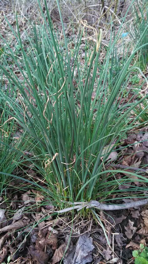 Wild Garlic Plant Edible