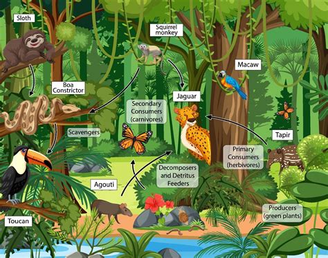 Amazon Jungle Food Chain at Francine Fitzgerald blog