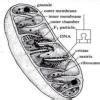 Ultrastructure of mitochondria - Brainly.in