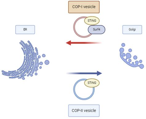 COPA Syndrome—From Pathogenesis to Treatment