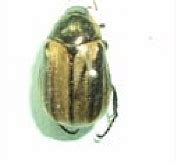 TNAU Agritech Portal :: Crop Protection