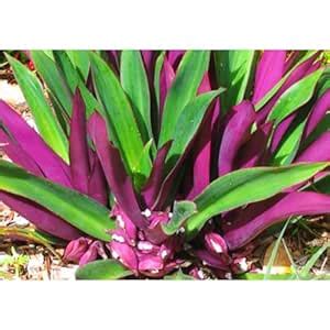 Tradescantia Moses in the Cradle/Boat Lily Live Plant pack of 2 ...