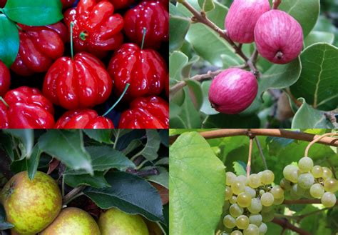 18 Fruits that Start with E with Facts and Pictures - Richmond Mom