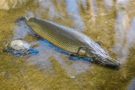 Image result for Fish Reproducing