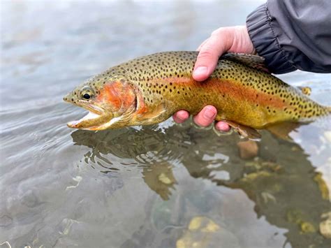 Discover the Official State Fish of Idaho (And Where You Might Spot It ...