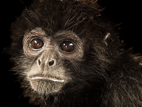 Tropical Rainforest Animals Spider Monkey Black Spider Monkey | Spider