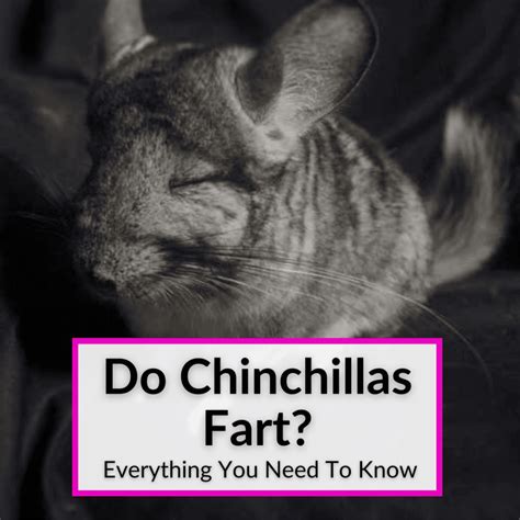 What Can Chinchillas Not Eat? (17 Common Foods To Avoid)