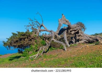 Trade Wind 的图像结果