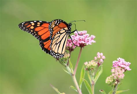 What Do Monarch Butterflies Eat? - A-Z Animals