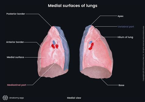 Lungs | Anatomy.app