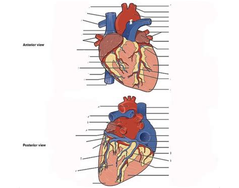 Anterior and Posterior Heart Anatomy View Quiz