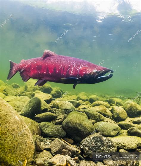 Chinook Salmon, also known as King Salmon (Oncorhynchus tshawytscha) in ...
