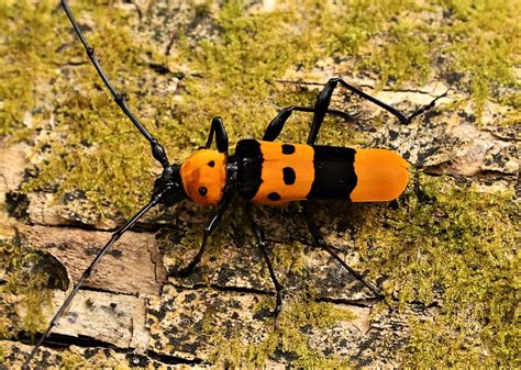 Image result for Class Insecta