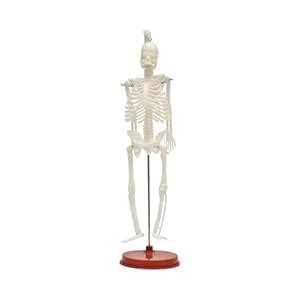 Plastic 1 feet Mini Human Skeleton Model Portable Anatomical Skeleton ...