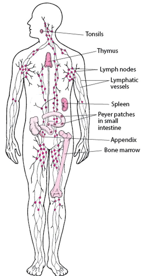 Lymphatic System Overview 的图像结果