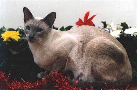 A Siamese Cats Personality Beautiful NEW | Siamese Cats And Kittens