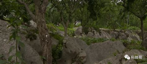 石头缝中长出“摇钱树” 石头里种出五个亿！_三农频道_央视网(cctv.com)