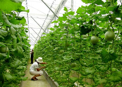 Sri Lanka Agriculture 的图像结果