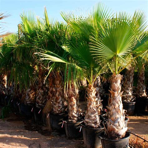 List 101+ Pictures Types Of Palm Plants With Pictures Updated