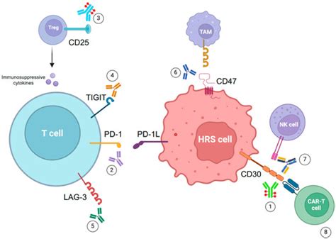 Cancers | Special Issue : Hodgkin Lymphoma (Volume II)