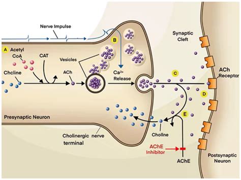 A New Era of Muscarinic Acetylcholine Receptor Modulators in ...